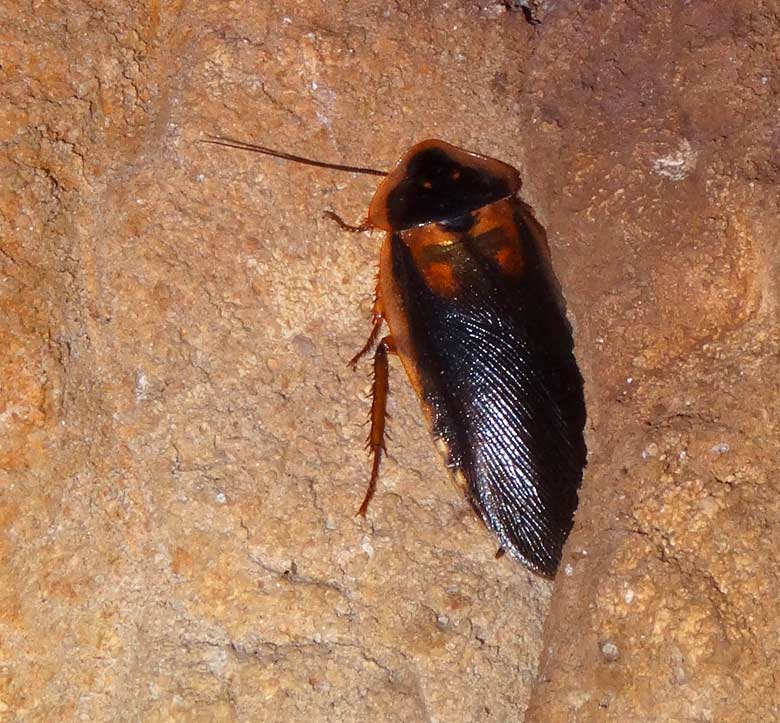 Argentinische Waldschabe am 21. September 2016 im Terrarium im Grünen Zoo Wuppertal