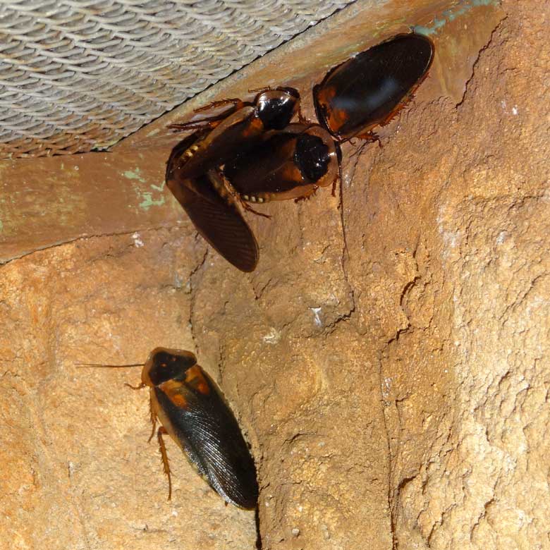 Argentinische Waldschabe am 21. September 2016 im Terrarium im Wuppertaler Zoo