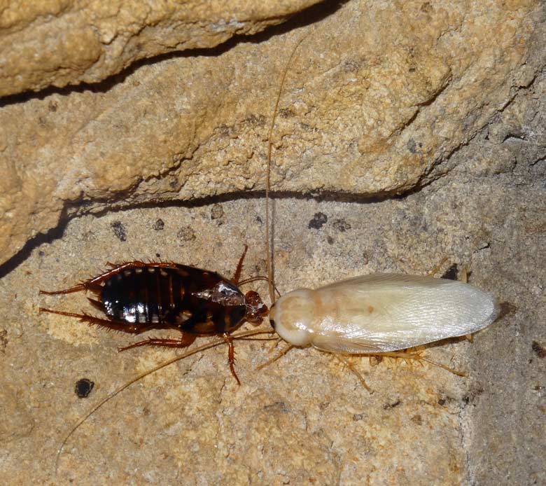 Gehäutete Argentinische Waldschabe am 5. Januar 2017 im Terrarium im Grünen Zoo Wuppertal