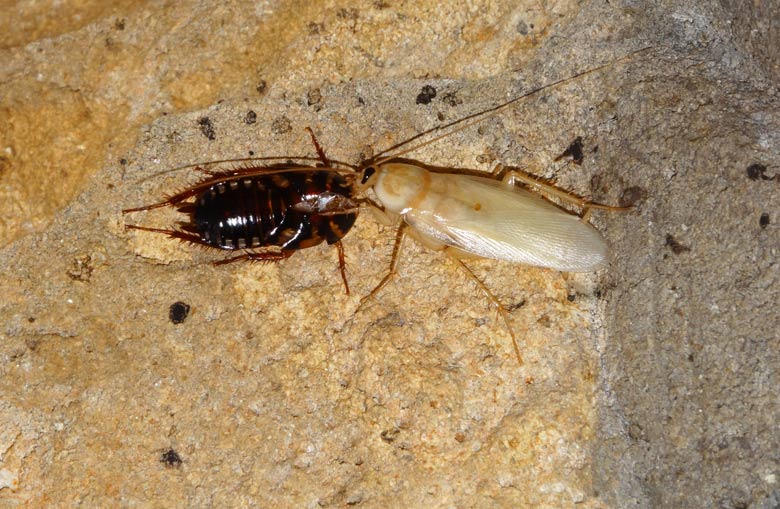 Gehäutete Argentinische Waldschabe am 5. Januar 2017 im Terrarium im Zoologischen Garten Wuppertal