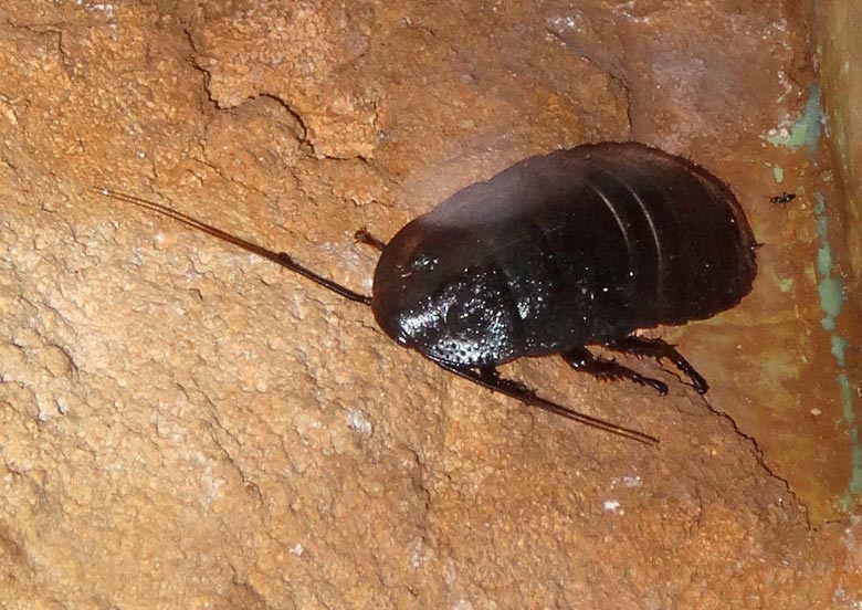 Männliche Madagaskar-Fauchschabe am 31. August 2016 im Terrarium im Grünen Zoo Wuppertal