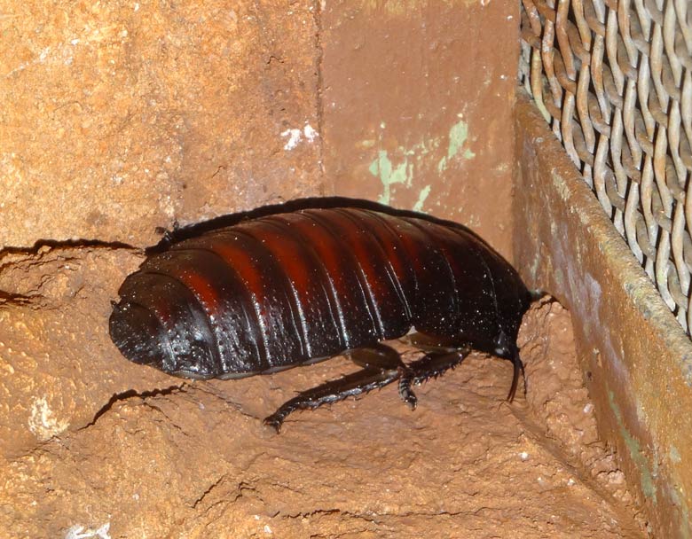 Weibliche Madagaskar-Fauchschabe am 16. September 2016 im Terrarium im Grünen Zoo Wuppertal