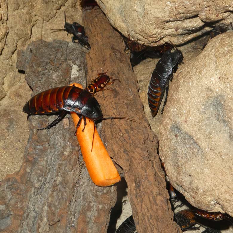 Madagaskar-Fauchschabe am 13. Mai 2018 im Terrarium im Grünen Zoo Wuppertal