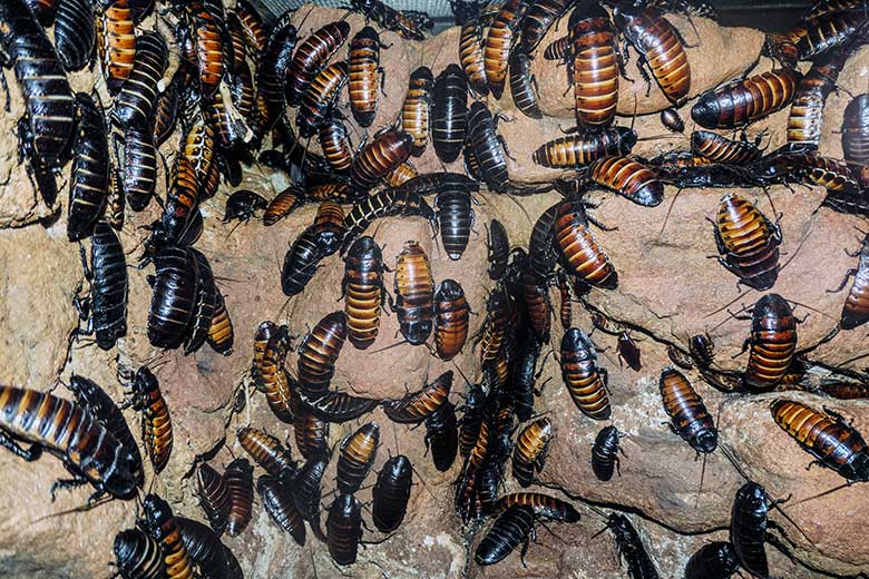 Madagaskar-Fauchschaben am 24. Oktober 2021 im Terrarium im Zoologischen Garten der Stadt Wuppertal