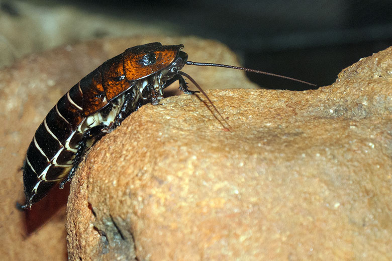 Madagaskar-Fauchschabe am 29. Oktober 2021 im Terrarium im Grünen Zoo Wuppertal