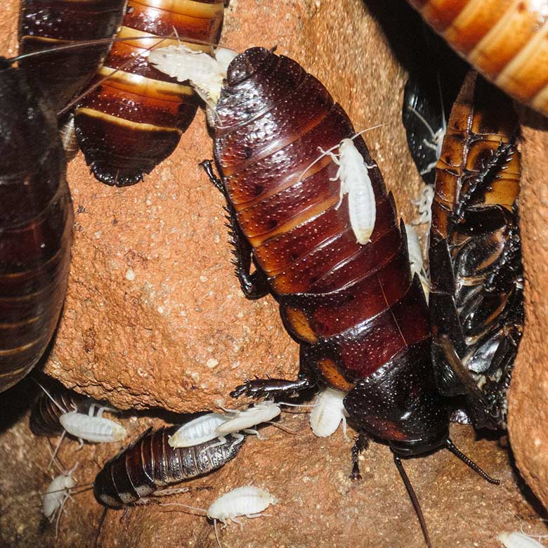 Adulte weibliche Madagaskar-Fauchschabe mit frisch geschlüpften noch weißen Jungtieren am 5. September 2022 in einem Schaugehege im Terrarium im Wuppertaler Zoo