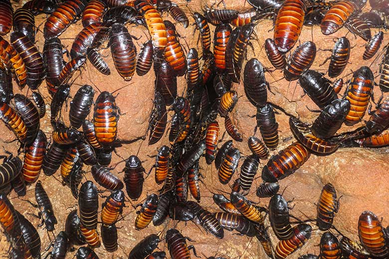 Madagaskar-Fauchschaben am 5. September 2022 in einem Schaugehege im Terrarium im Zoologischen Garten Wuppertal