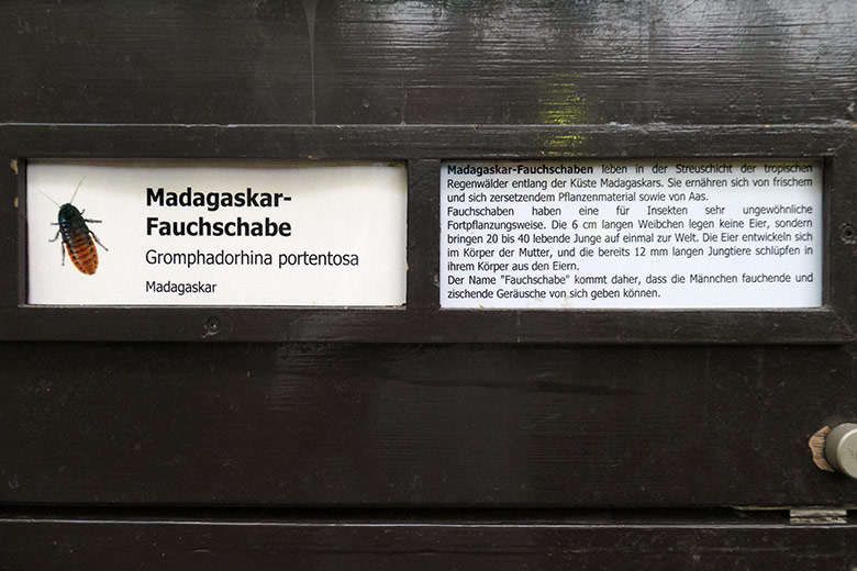 Ausschilderung zur Madagaskar-Fauchschabe am 5. September 2022 an einem Schaugehege im Terrarium im Wuppertaler Zoo