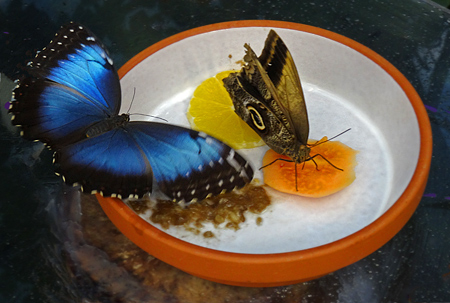 Blauer Morphofalter (Morpho peleides) mit Bananenfalter (Caligo eurilochus) am 23. August 2015 im Grünen Zoo Wuppertal