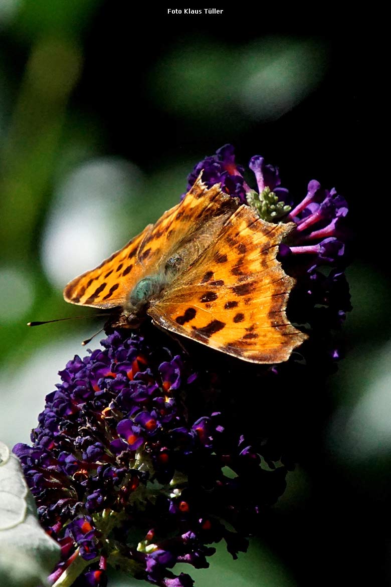 C-Falter (Polygonia c-album) am 29. Juli 2021 im Zoologischen Garten Wuppertal (Foto Klaus Tüller)