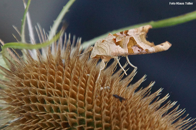 Achateule am 26. August 2021 neben einem Besucher-Weg im Wuppertaler Zoo (Foto Klaus Tüller)