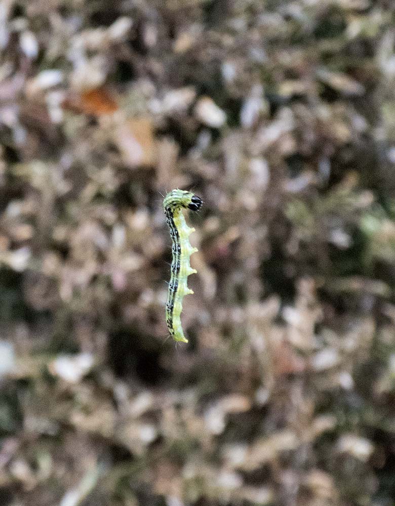 Buchsbaumzünsler Raupe am 23. September 2018 vor dem Aquarium / Terrarium im Grünen Zoo Wuppertal