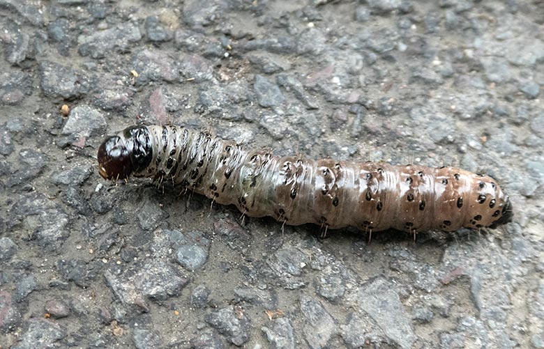 Grauer Knospenwickler Raupe am 18. Mai 2019 auf einem Besucherweg im Grünen Zoo Wuppertal