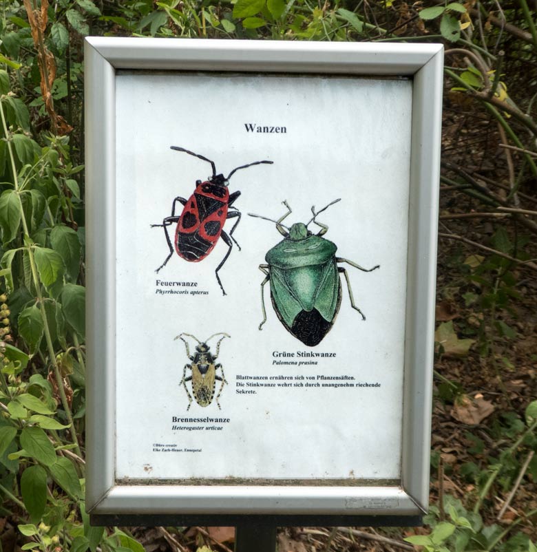 Information zu Brennesselwanze, Feuerwanze und Grüne Stinkwanze am 10. August 2018 im Zoo Wuppertal