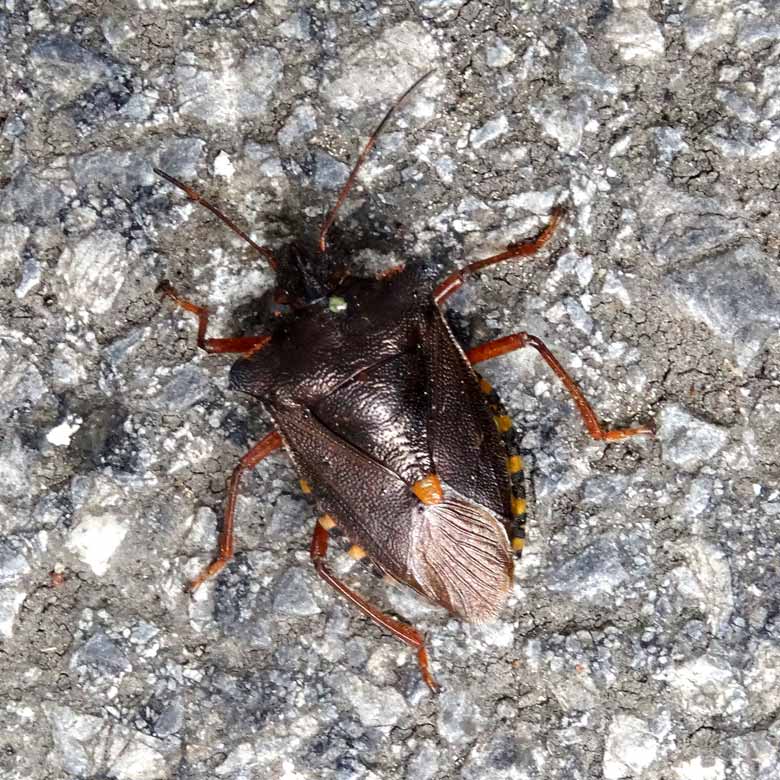 Rotbeinige Baumwanze am 16. September 2016 im Zoologischen Garten der Stadt Wuppertal