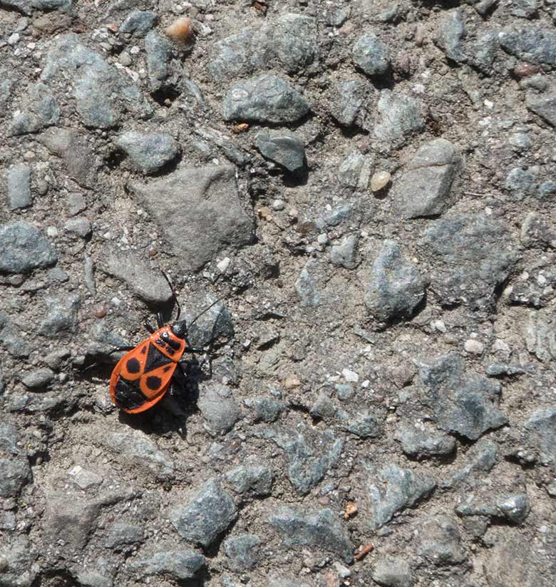 Gemeine Feuerwanze (Pyrrhocoris apterus) am 23. Juni 2020 auf dem Besucherweg am Blumenrondel im Grünen Zoo Wuppertal