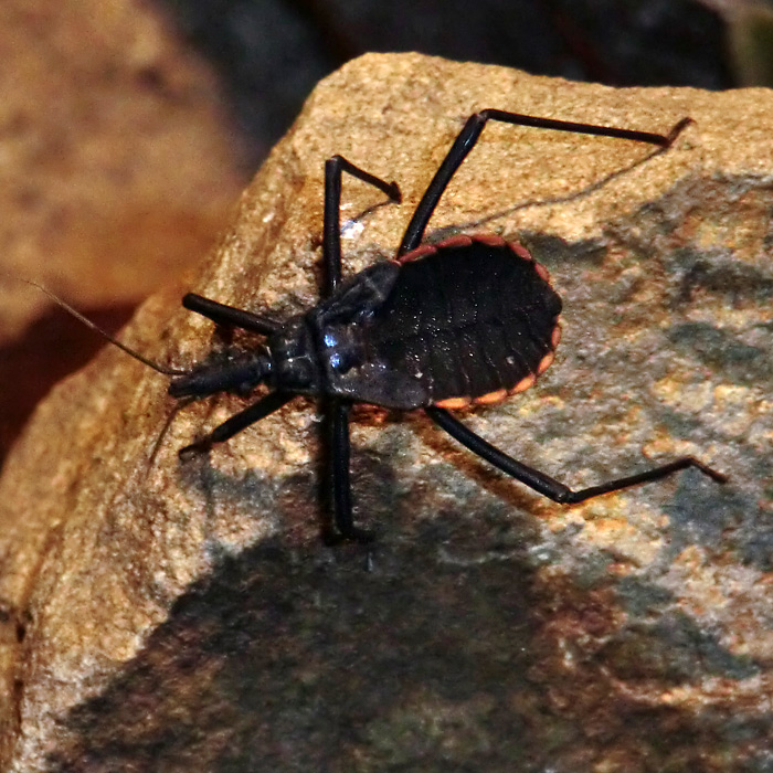 Raubwanze Dipetalogaster maxima im Wuppertaler Zoo im Februar 2012