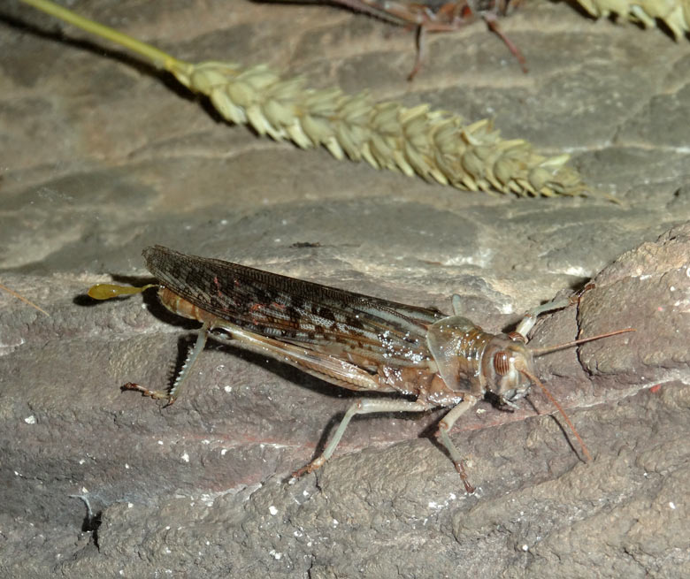 Wüstenheuschrecke am 6. August 2016 im Terrarium im Grünen Zoo Wuppertal