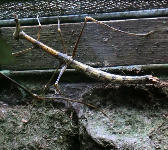 Pferdekopfschrecke im Wuppertaler Zoo im Juni 2014