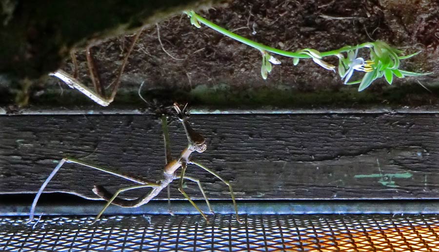 Pferdekopfschrecke im Zoologischen Garten Wuppertal im Juli 2014