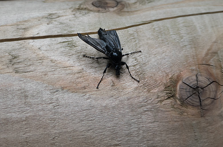 Märzfliege am 29. April 2019 auf dem Holzgeländer am Weg neben dem Milu-Wald im Zoologischen Garten Wuppertal