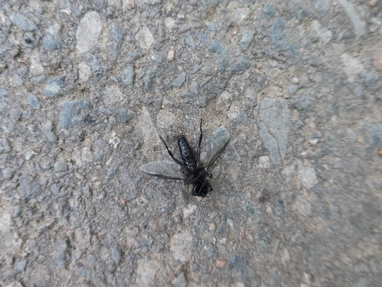 Märzfliege am 29. April 2019 auf dem Besucherweg neben dem Milu-Wald im Wuppertaler Zoo