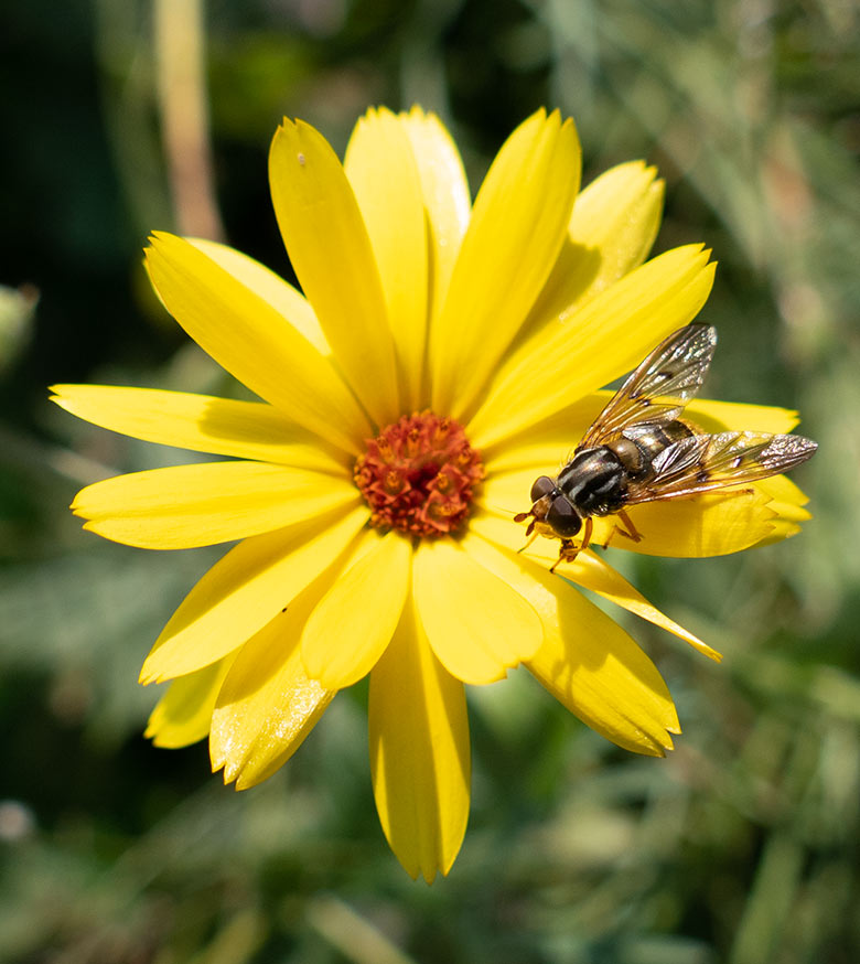 Schwebfliege auf einem blühenden Sonnenhut am 11. September 2020 vor dem Vogel-Haus im Zoologischen Garten Wuppertal