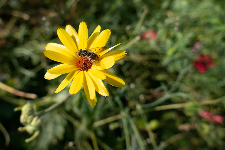 Schwebfliege auf einem blühenden Sonnenhut am 11. September 2020 vor dem Vogel-Haus im Wuppertaler Zoo