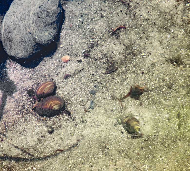 Große Teichmuscheln am 3. August 2018 im Wasser der umgestalteten früheren Zwergotteranlage im Wuppertaler Zoo