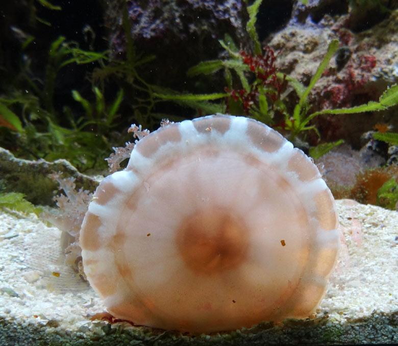 Mangrovenqualle (Cassiopea andromeda) am 6. August 2016 im Aquarium im Grünen Zoo Wuppertal