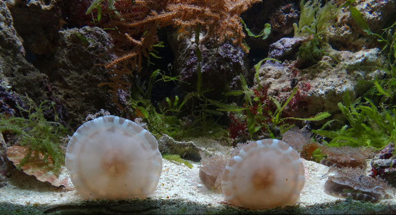 Mangrovenquallen (Cassiopea andromeda) am 6. August 2016 im Aquarium im Grünen Zoo Wuppertal