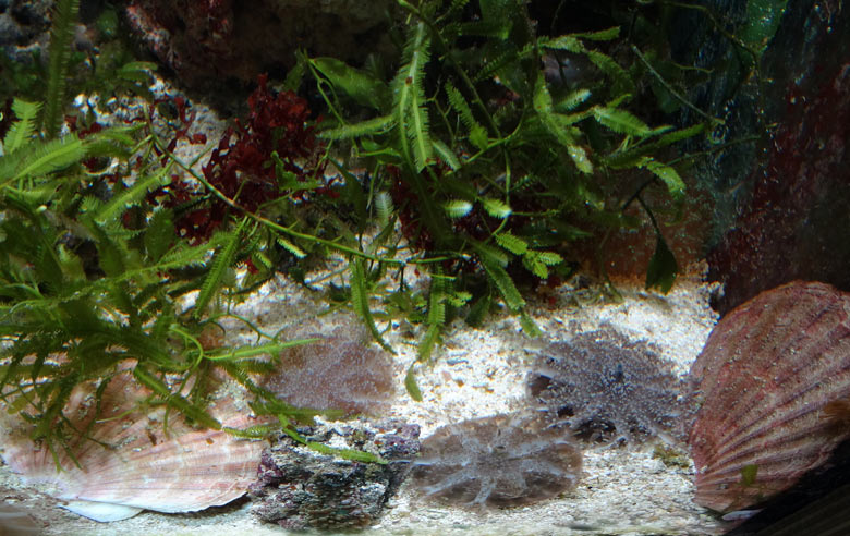 Mangrovenquallen (Cassiopea andromeda) am 12. August 2016 im Aquarium im Grünen Zoo Wuppertal