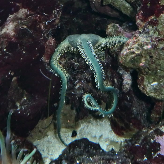 Olivgrüner Schlangenstern (Ophiarachna incrassata) im Wuppertaler Zoo im November 2012