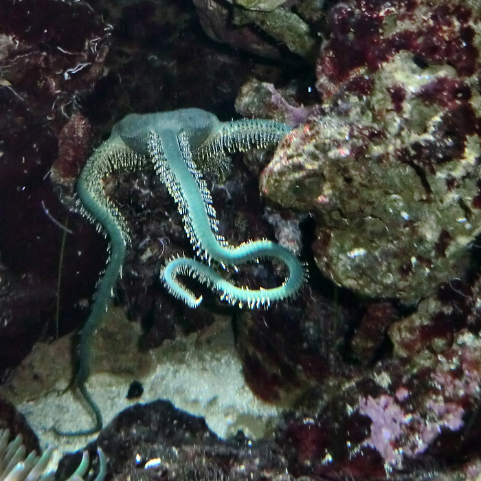 Olivgrüner Schlangenstern im Zoo Wuppertal im November 2012