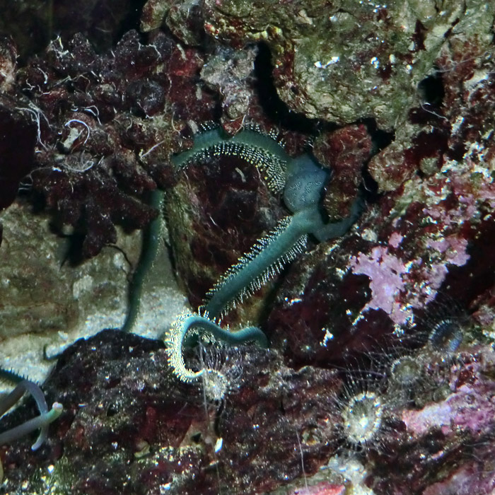 Olivgrüner Schlangenstern (Ophiarachna incrassata) im Wuppertaler Zoo im November 2012