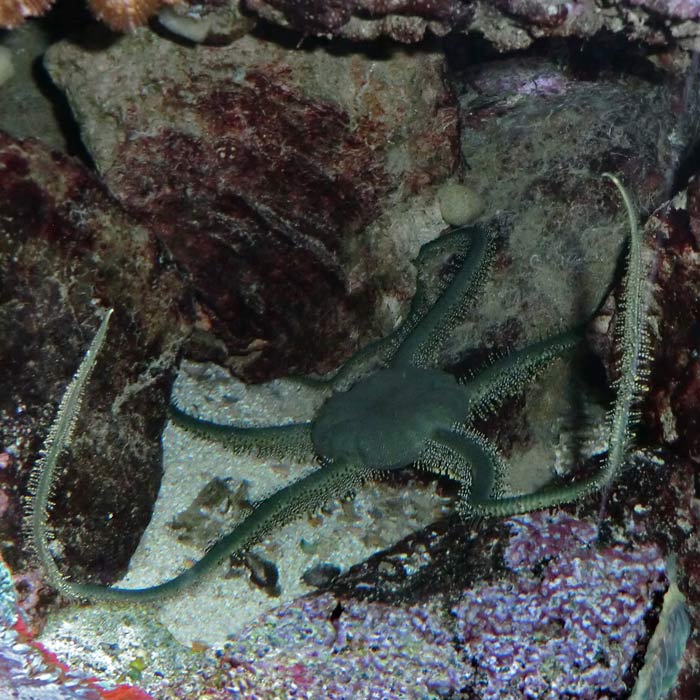 Olivgrüner Schlangenstern (Ophiarachna incrassata) im Wuppertaler Zoo im Juli 2014