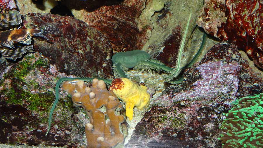 Olivgrüner Schlangenstern im Zoo Wuppertal im Februar 2015