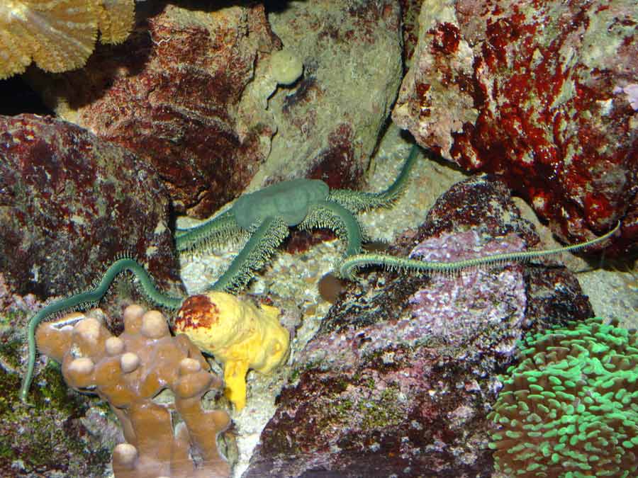 Olivgrüner Schlangenstern im Zoologischen Garten Wuppertal im Februar 2015