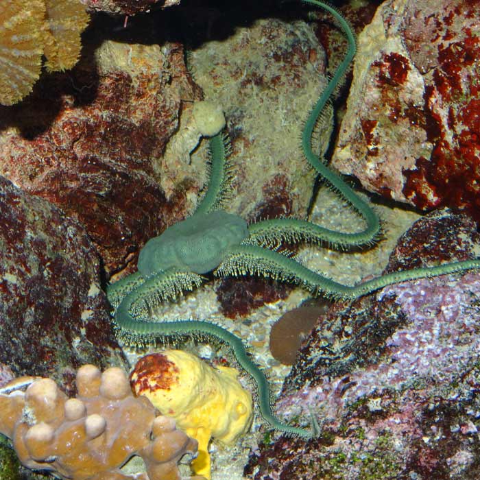 Olivgrüner Schlangenstern (Ophiarachna incrassata) im Wuppertaler Zoo im Februar 2015