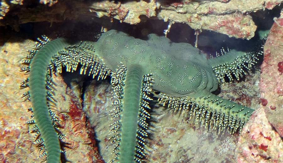 Olivgrüner Schlangenstern im Grünen Zoo Wuppertal im Januar 2016