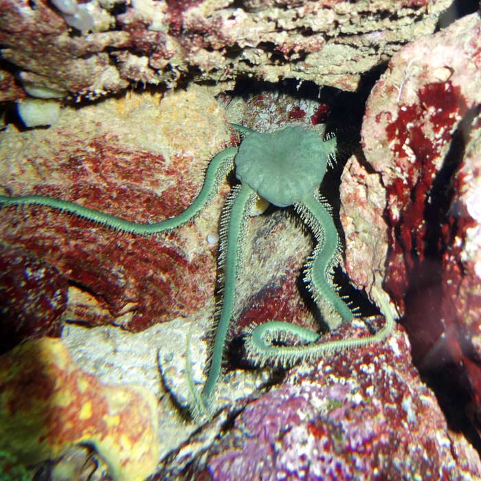 Olivgrüner Schlangenstern (Ophiarachna incrassata) im Wuppertaler Zoo im Januar 2016