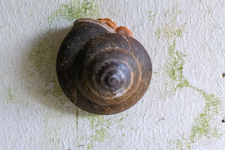 Schnecke am 4. Juli 2022 im Eingangsbreich der Freiflughalle am Vogel-Haus im Zoologischen Garten Wuppertal