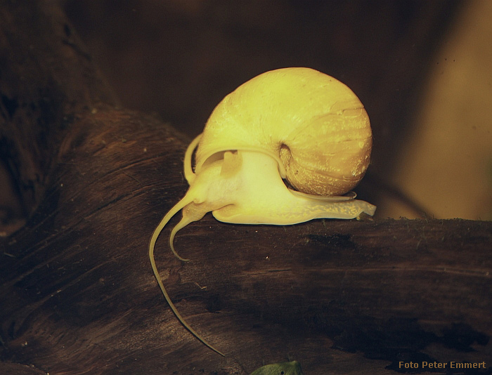 Apfelschnecke im Wuppertaler Zoo im Februar 2009 (Foto Peter Emmert)