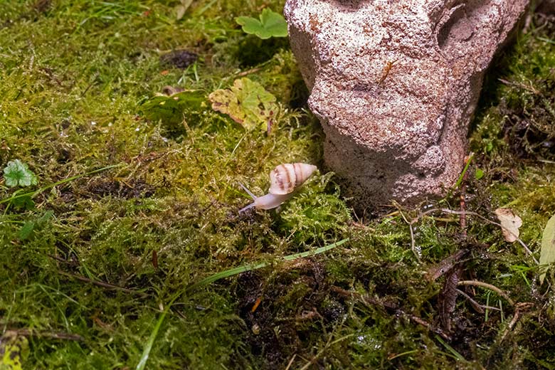 Polynesische Baumschnecke am 9. November 2023 in einem Schaugehege im Terrarium im Grünen Zoo Wuppertal