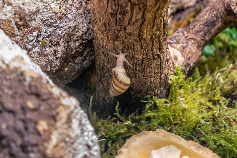 Polynesische Baumschnecke am 9. November 2023 in einem Schaugehege im Terrarium im Zoologischen Garten Wuppertal