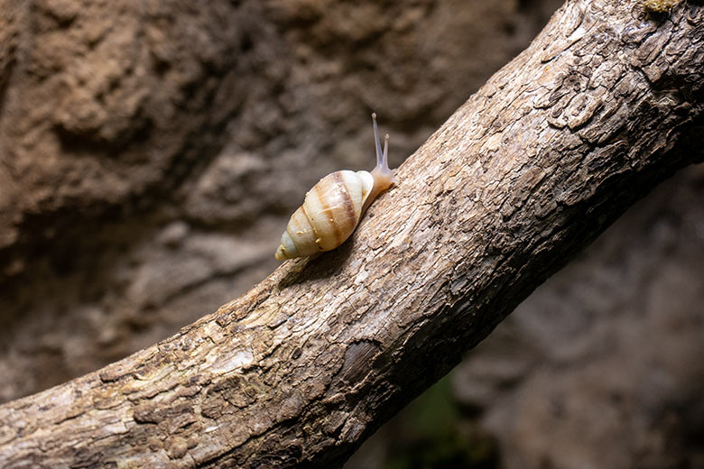 Polynesische Baumschnecke am 9. November 2023 in einem Schaugehege im Terrarium im Zoo Wuppertal