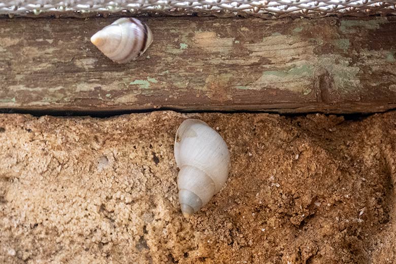 Polynesische Baumschnecken am 9. November 2023 in einem Schaugehege im Terrarium im Wuppertaler Zoo