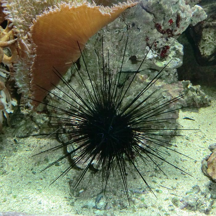 Diadem-Seeigel im Wuppertaler Zoo im November 2013