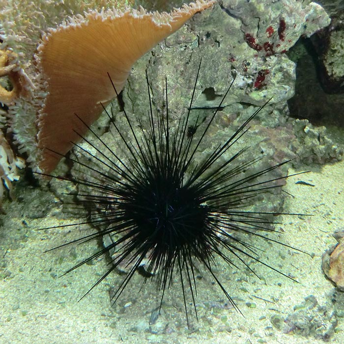 Diadem-Seeigel im Wuppertaler Zoo im November 2013