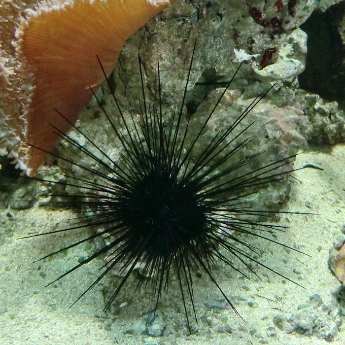 Diadem-Seeigel im Wuppertaler Zoo im November 2013